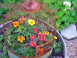 Vintage birdcage in a garden pot