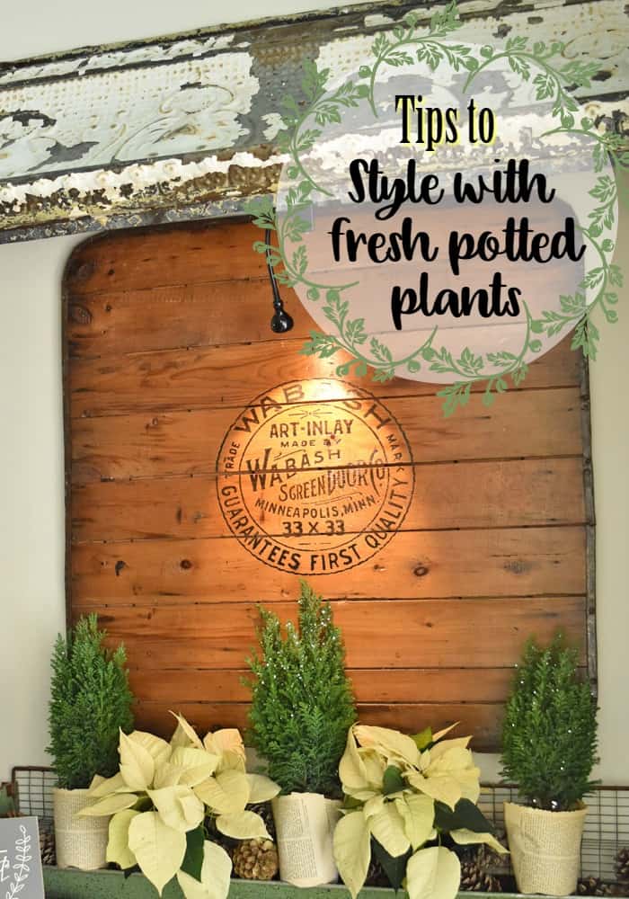 Tips to use Fresh Potted Plants in Styling