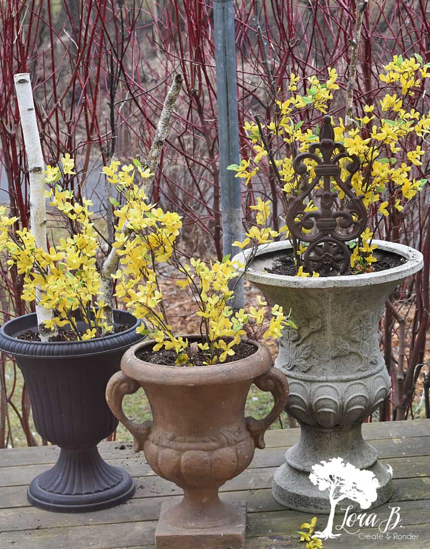 Forsythia branches in outside planters
