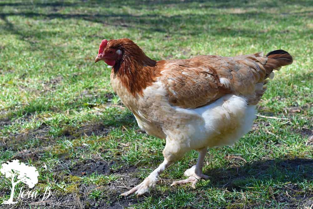 chicken with creamy brown feathers