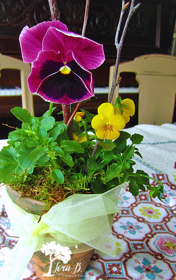 Pansy Pot