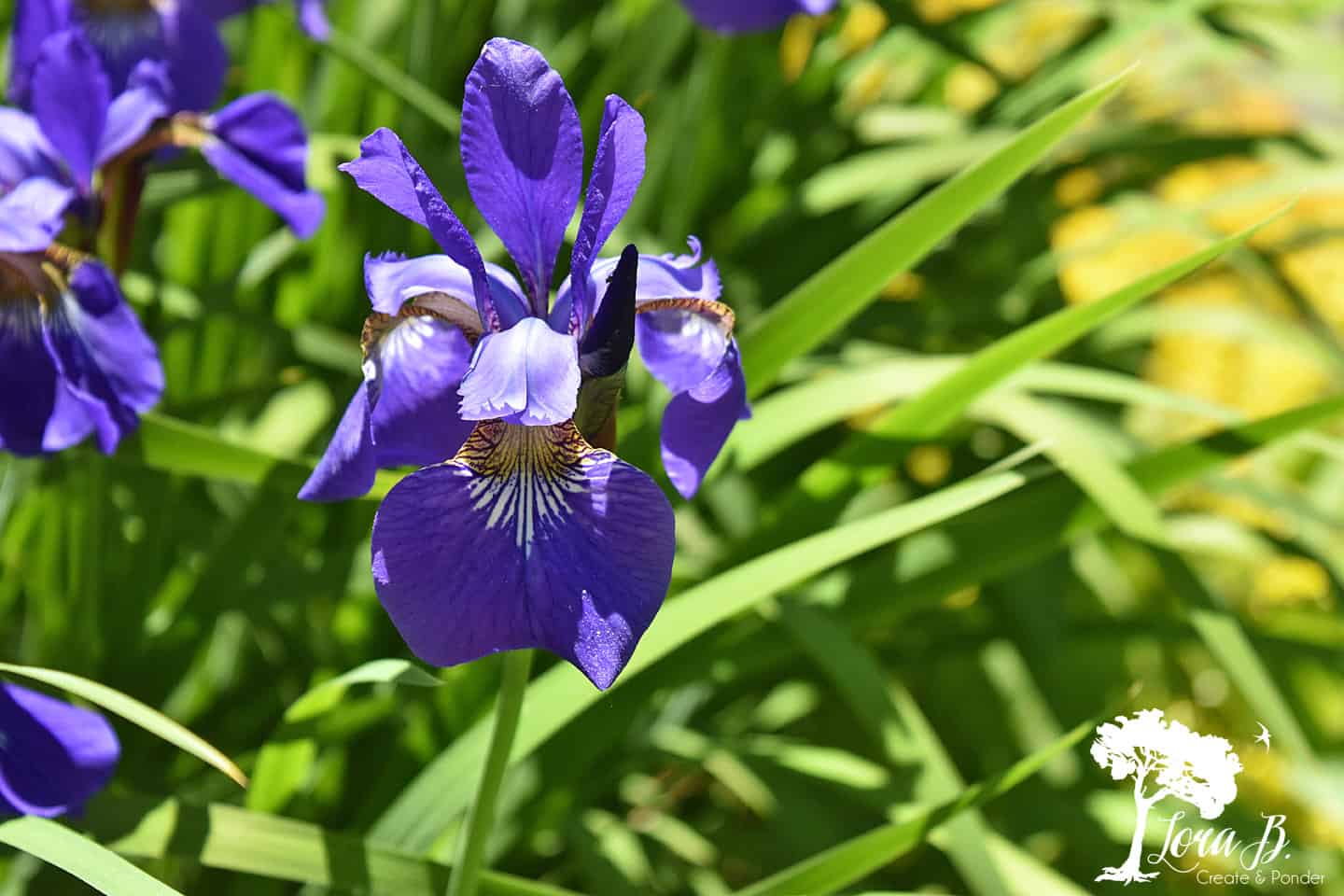 Siberian Iris