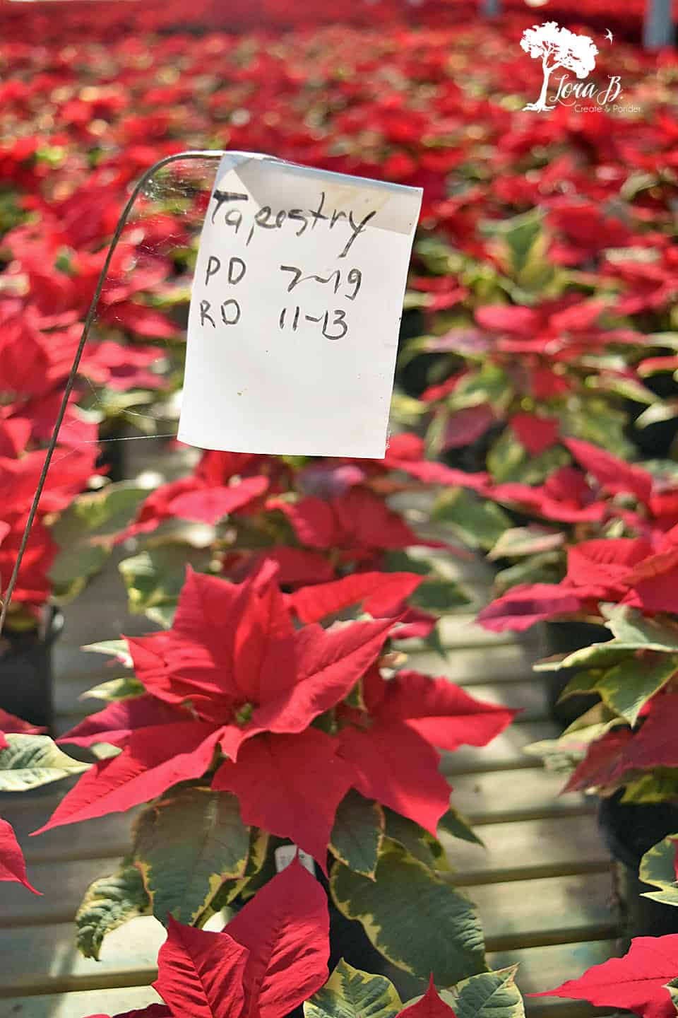 Poinsettias growing in the greenhouse