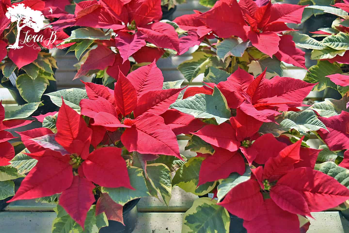 Poinsettias growing in the greenhouse
