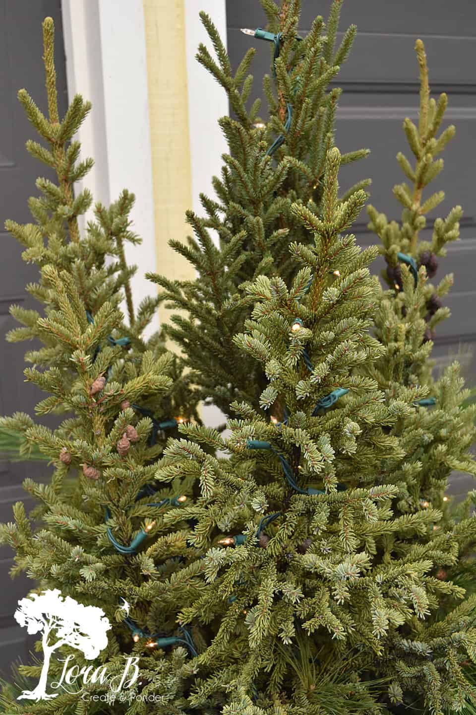 Place the lights on your spruce tips before any other decorations.