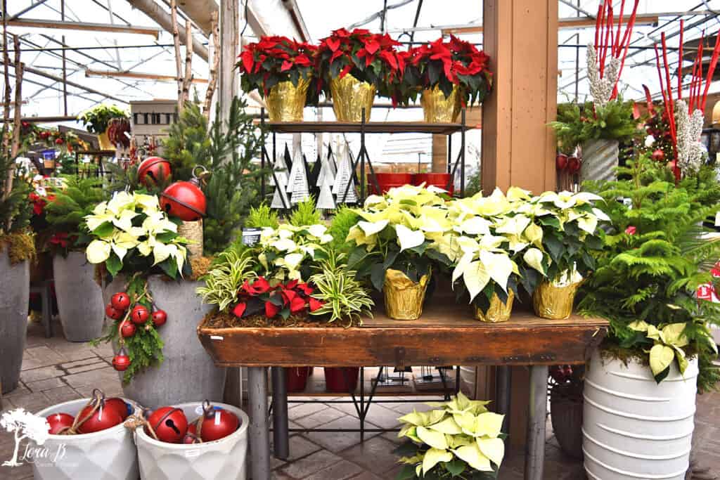 fresh poinsettias