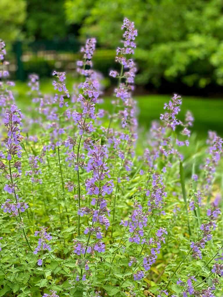 purple flowers