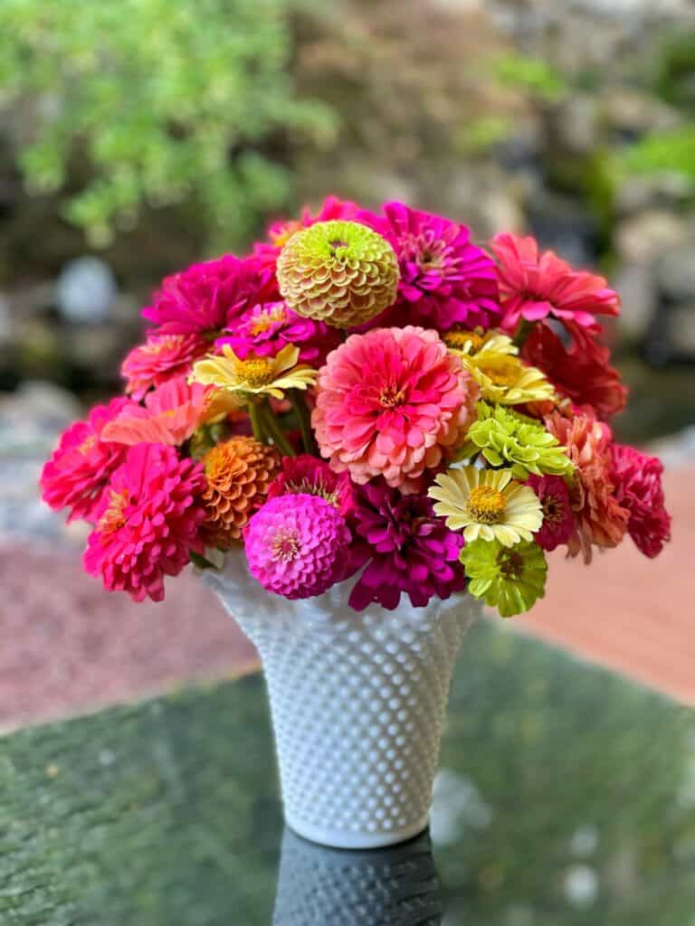 Bouquet of zinnias in milkglass vase.