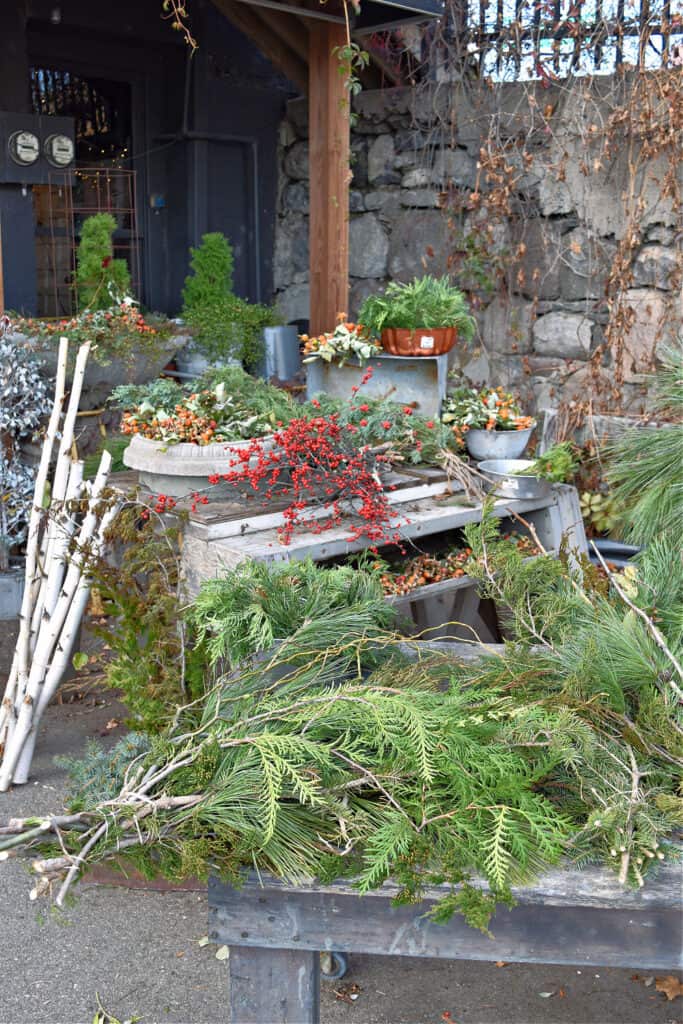 Christmas evergreens display.