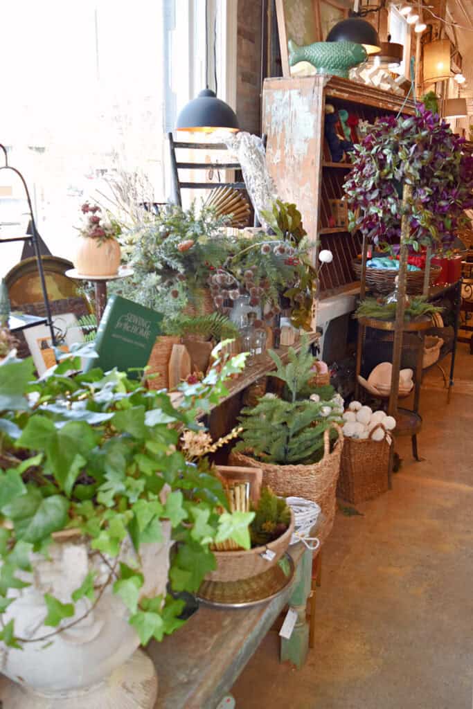 Plants in vintage shop.
