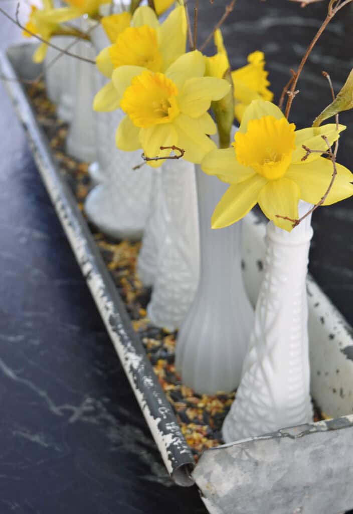 Daffodils in milk glass vases in chippy white galvanized vessel.