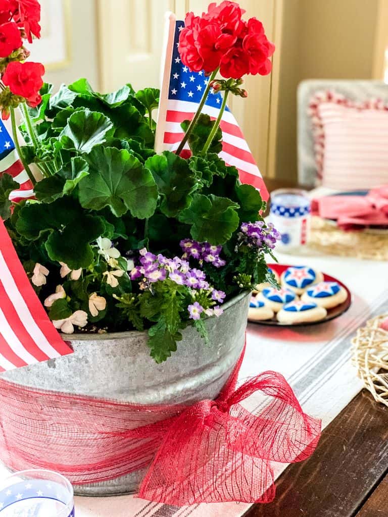 Red geraniums in galvanized flower pot