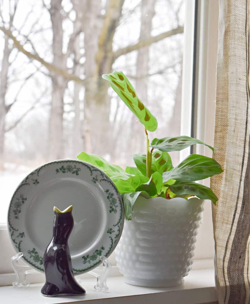 Vintage piebird on shelf next to plant.