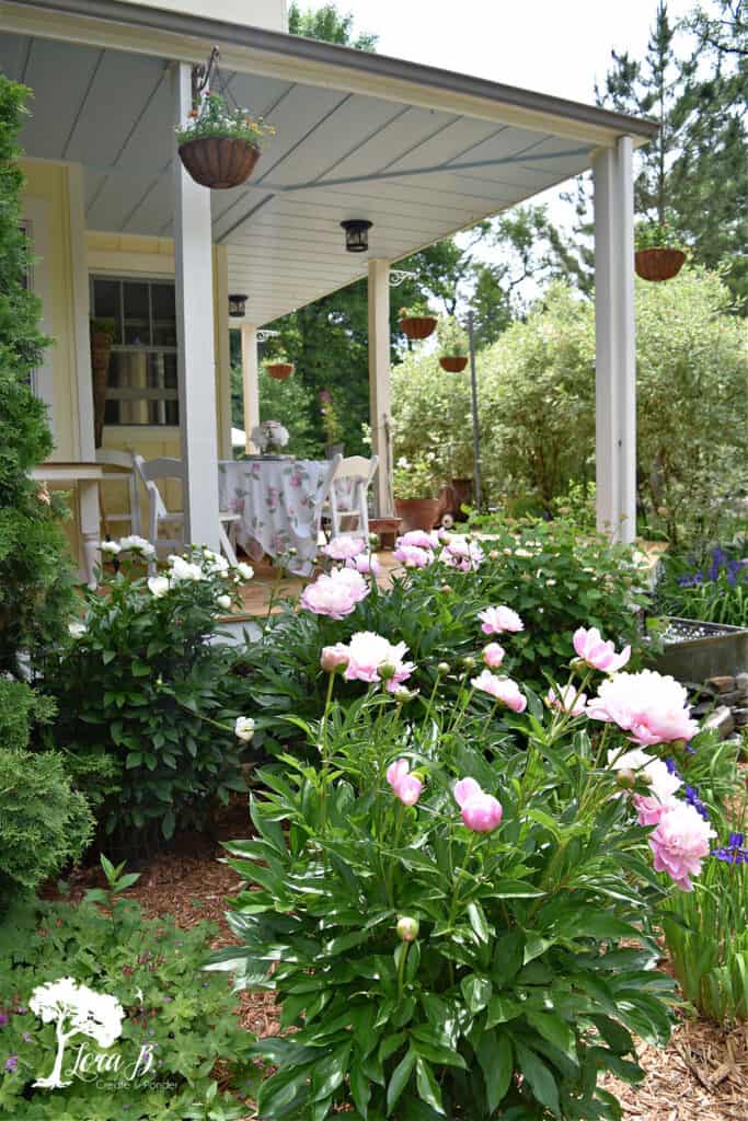 Peony bush by covered porch