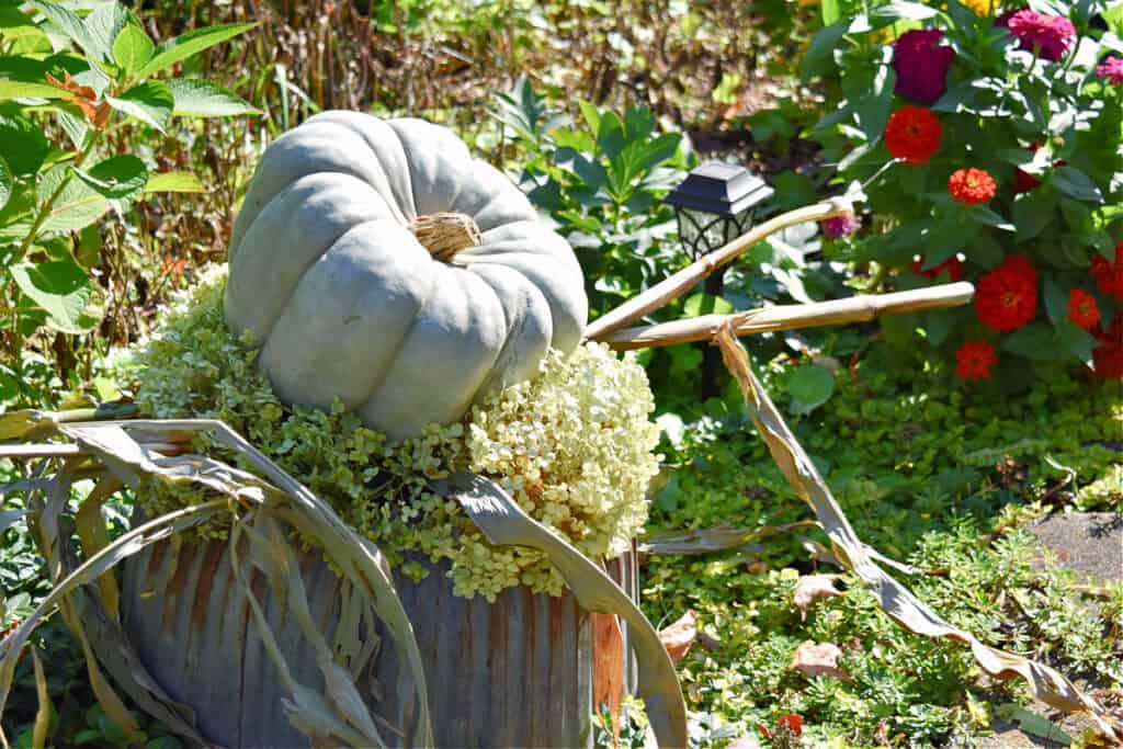 Gray green pumpkin on old washtub as Fall decor.