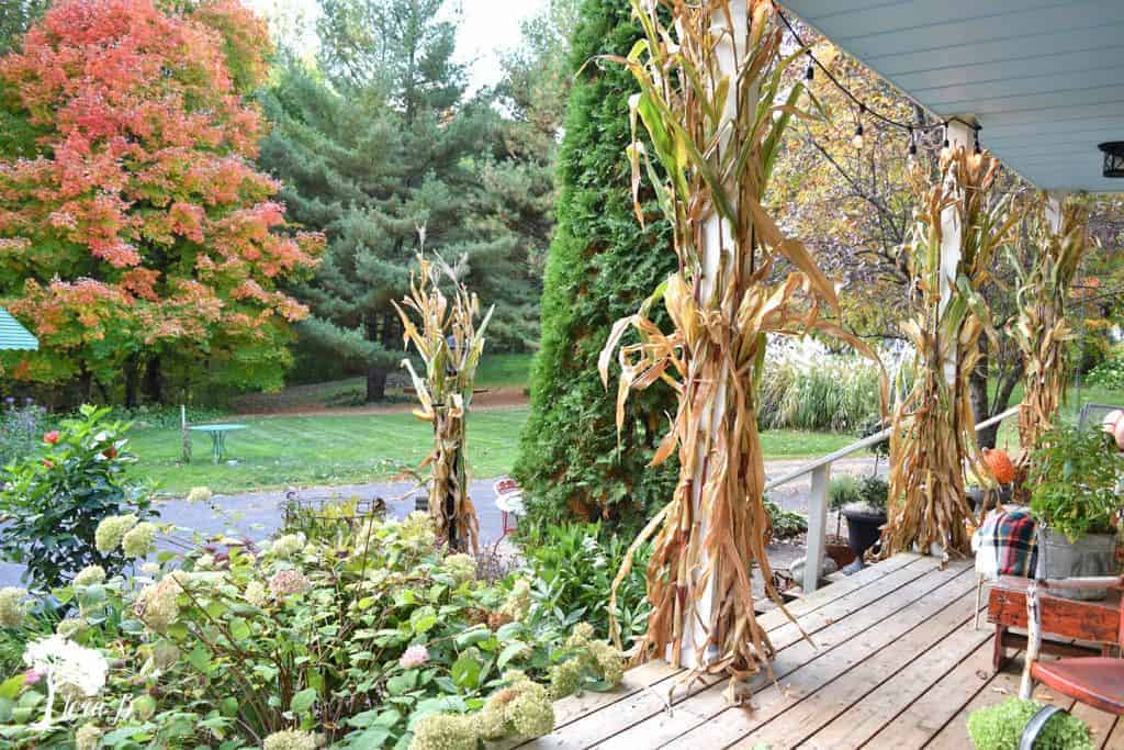 cornstalks on the porch posts