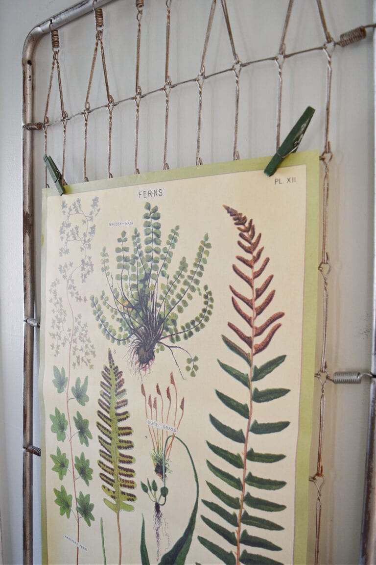 DIY Botanical Wall Art How To - Lora Bloomquist~Create & Ponder