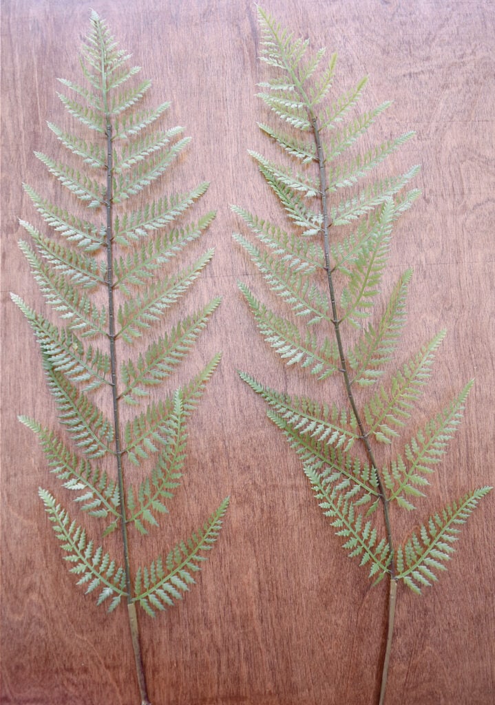 Fern fronds.