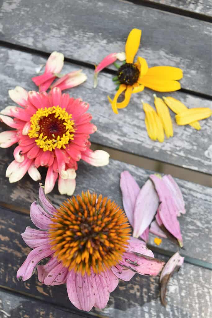 Taking petals off backyard flowers.