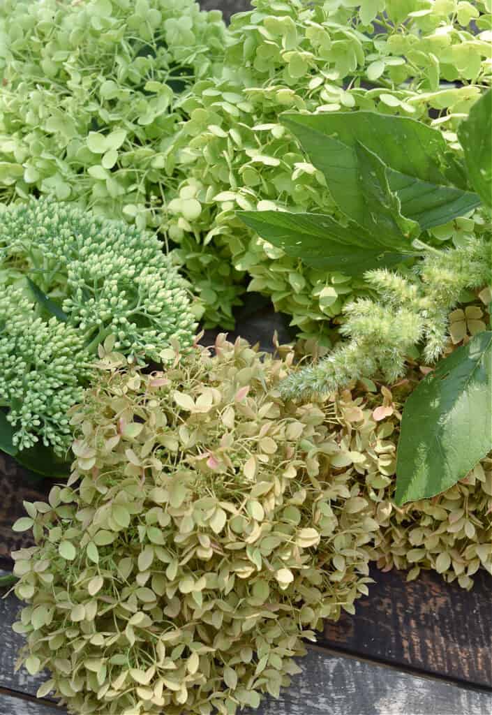 Green hydrangeas and plants.