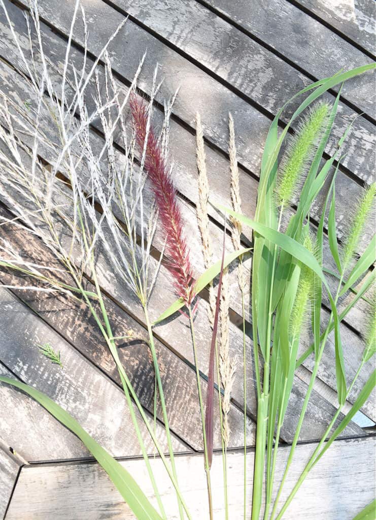 Grasses to place in floral arrangements.