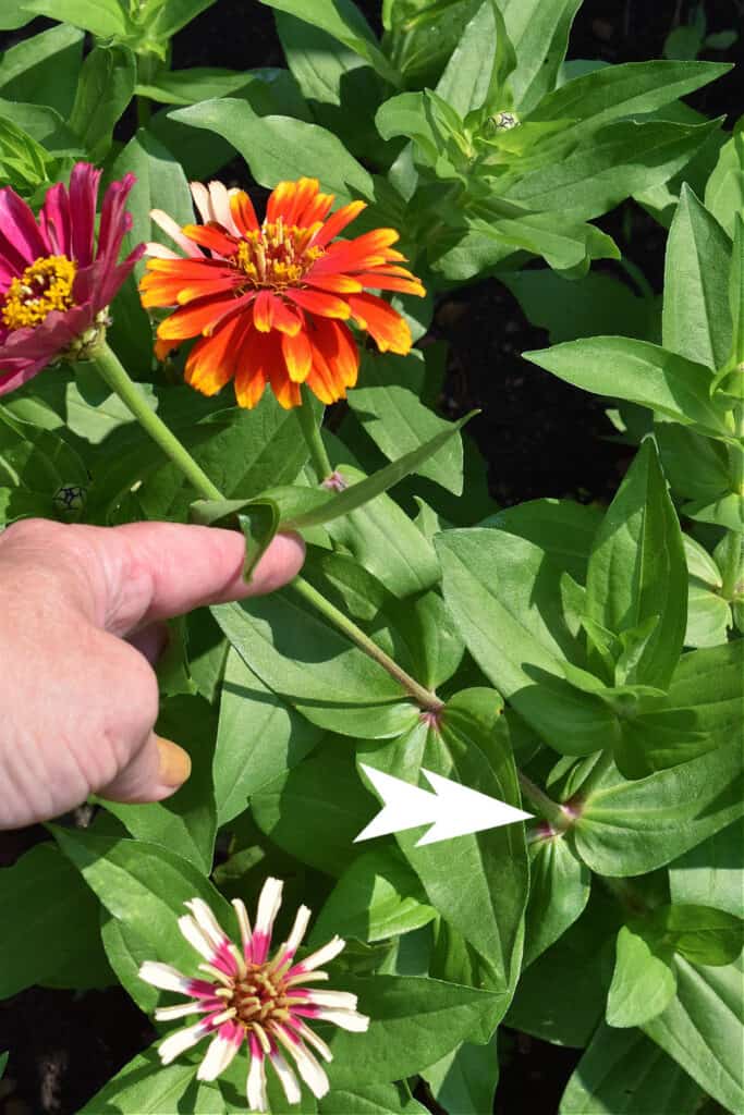 Where to cut zinnia flowers for arrangements.