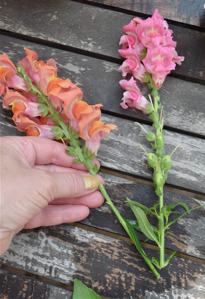 Removing leaves from snapdragons.