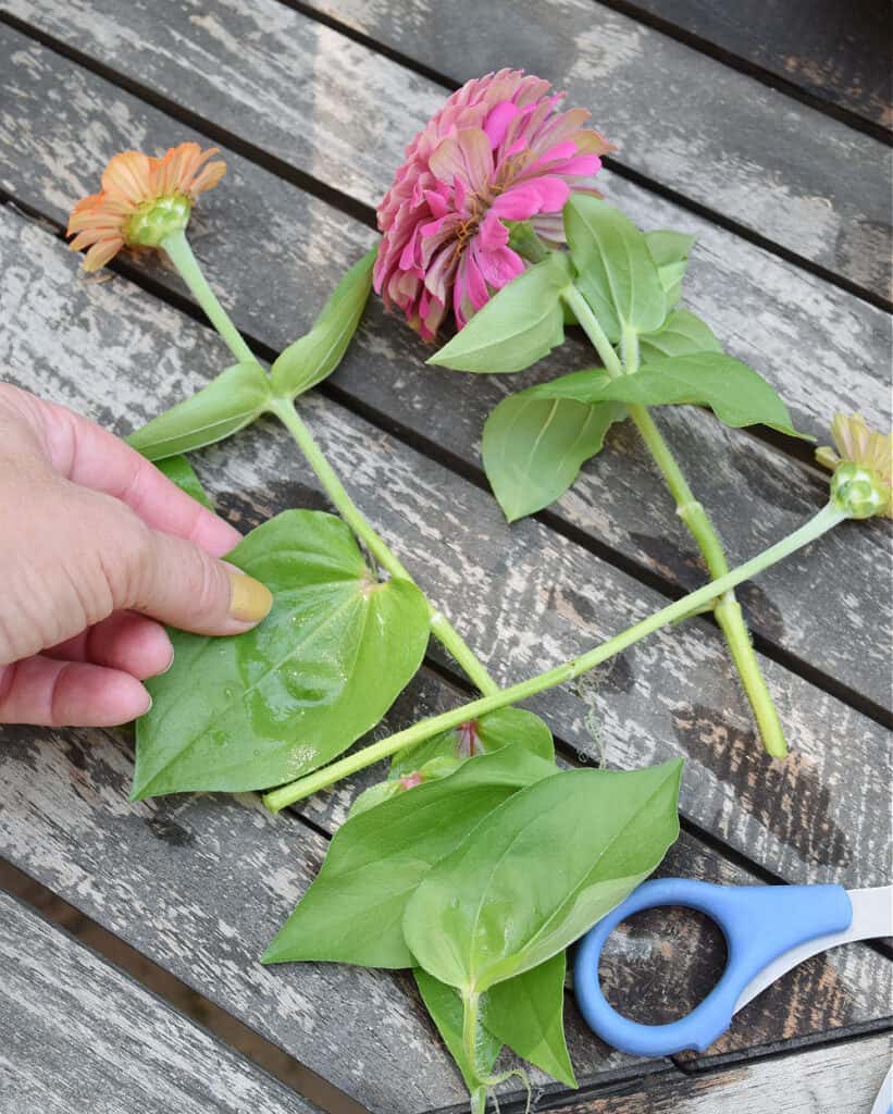 Removing leaves from cut flowers before arranging.