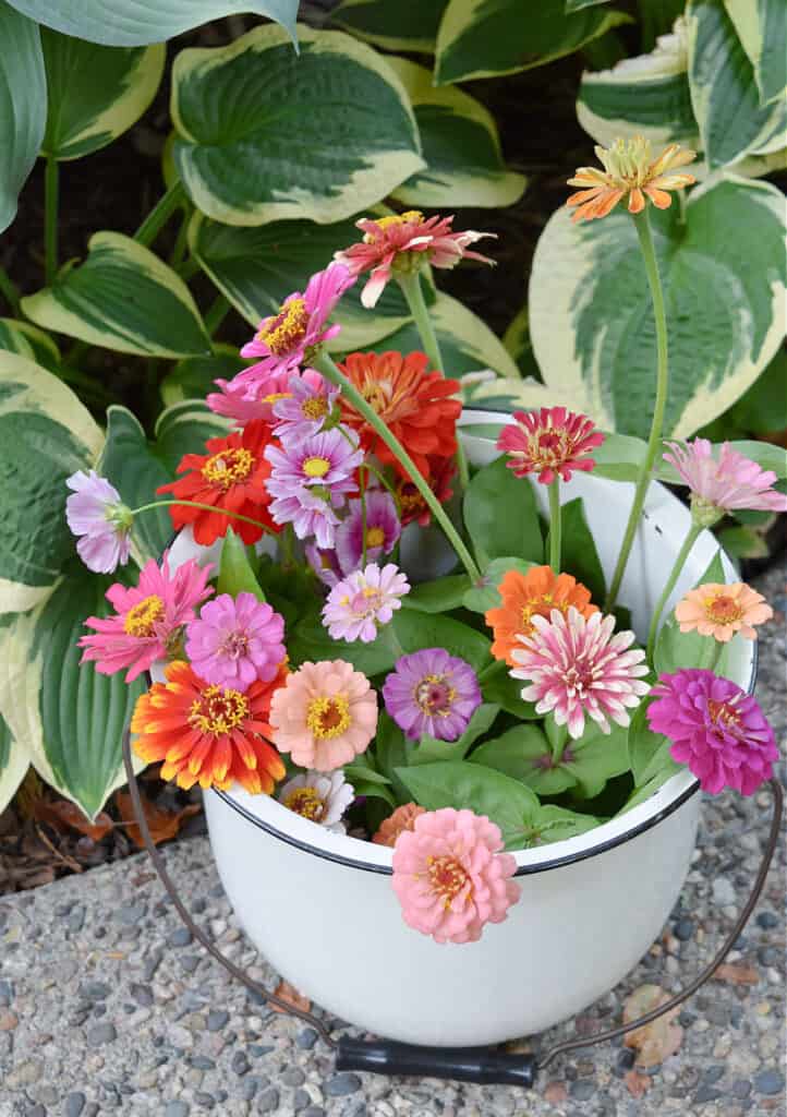 Fresh cut zinnias in white enamelware bucket.