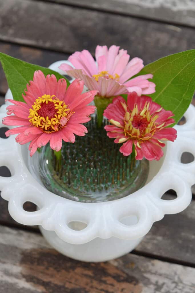 Zinnias on vintage floral frog in milk glass.