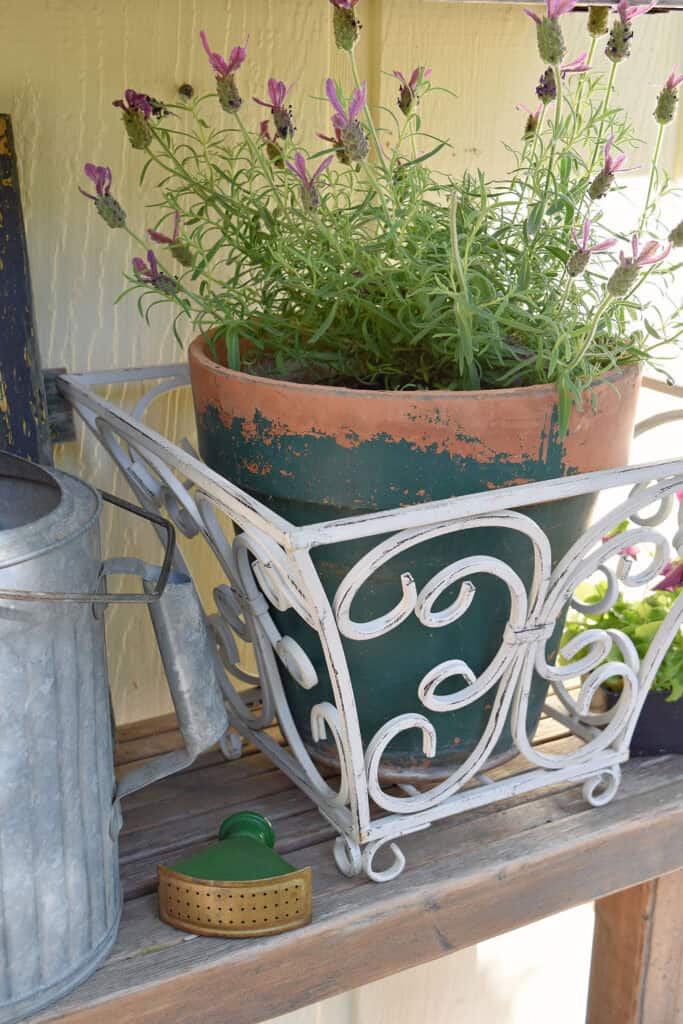 Scrolly white iron planter with lavender.