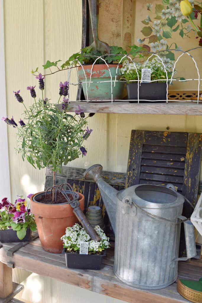 Lavender topiary, old watering can as vintage garden shelf display.