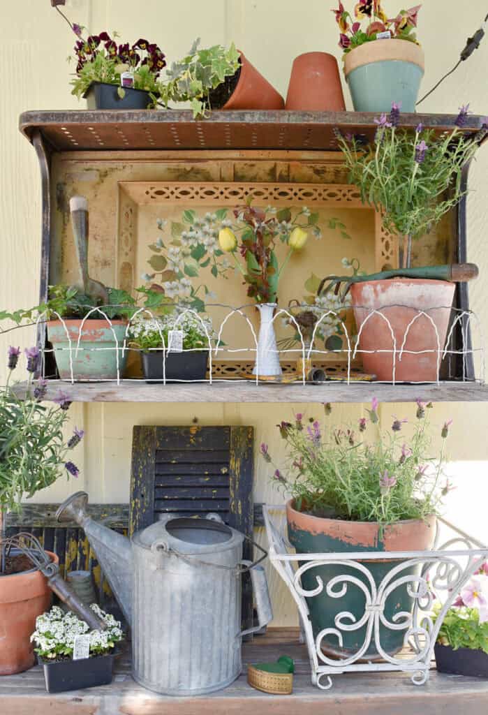 Vintage garden vignette with purple flowers and old watering can.