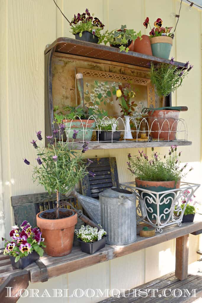 Vintage garden vignette with purple flowers and old watering can.