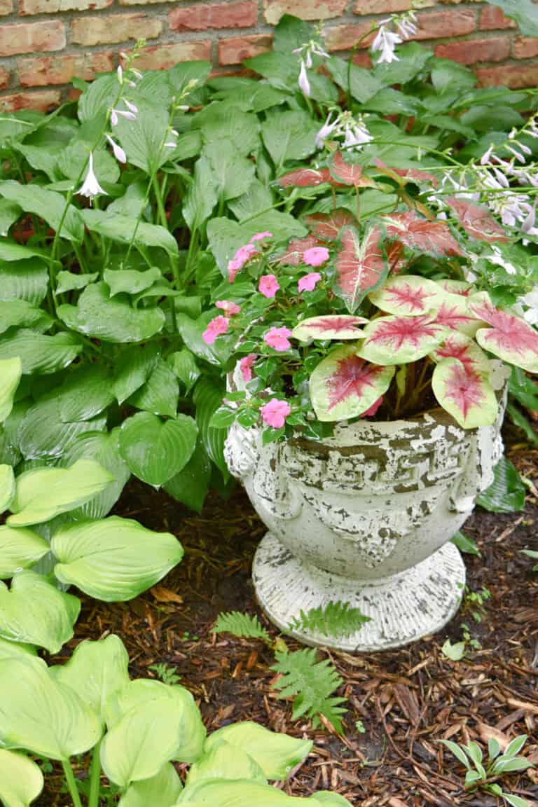 Vintage cement container with shade plants.