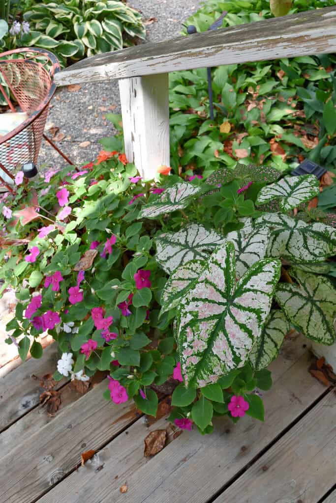 Shade flowers in summertime containers.