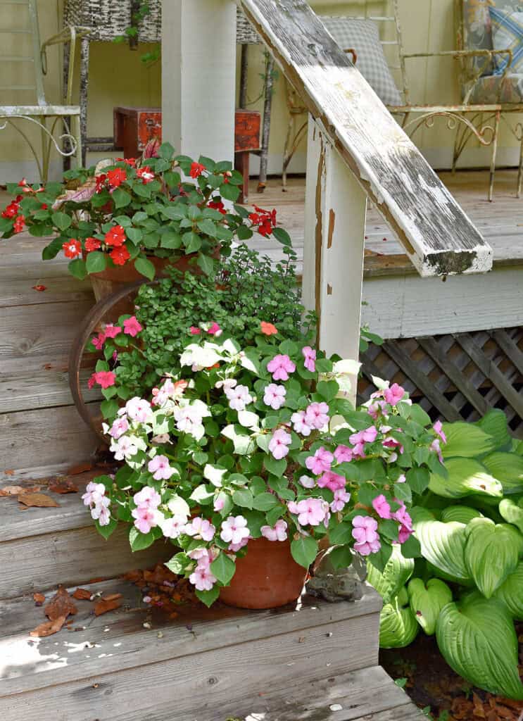 Summertime impatiens on wooden steps.