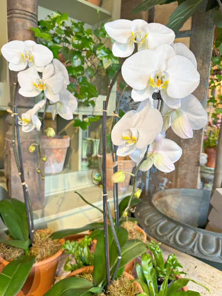 Orchids.