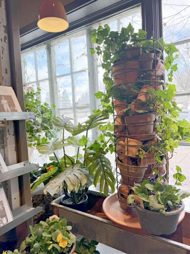 Clay pot and ivy display in floral shop.