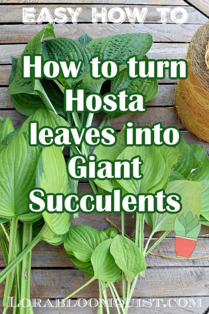 Hosta leaves in different types and sizes.