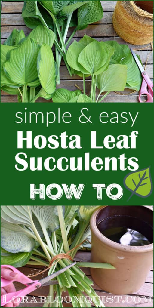 Hosta leaves in different types to make succulent flowers.