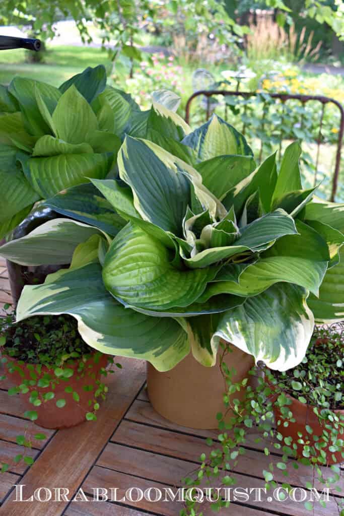 Hosta leaf succulents in stoneware jugs on wooden table.