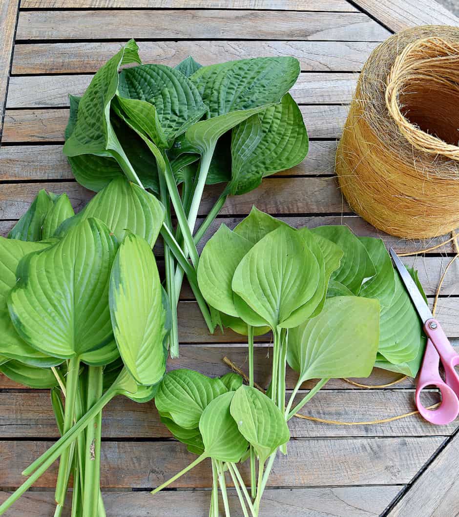 Variety of different types of hosta, twine and scissors to make giant succulents.