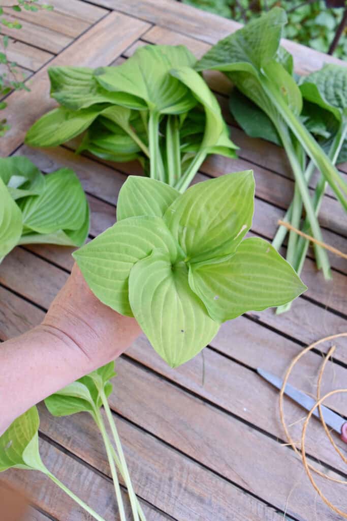 Small hosta leaves to make succulent.