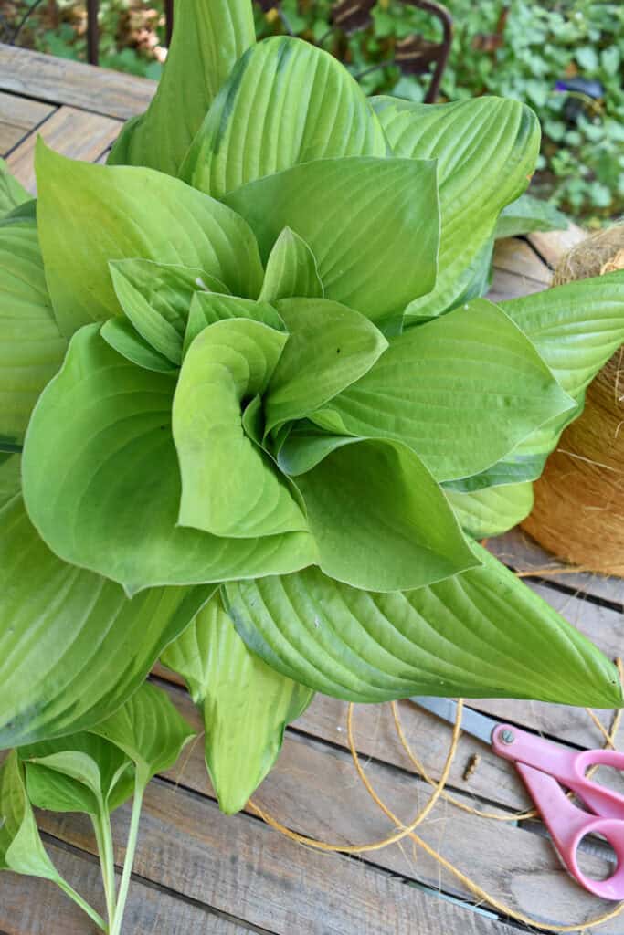 Giant succulent of hosta leaves.