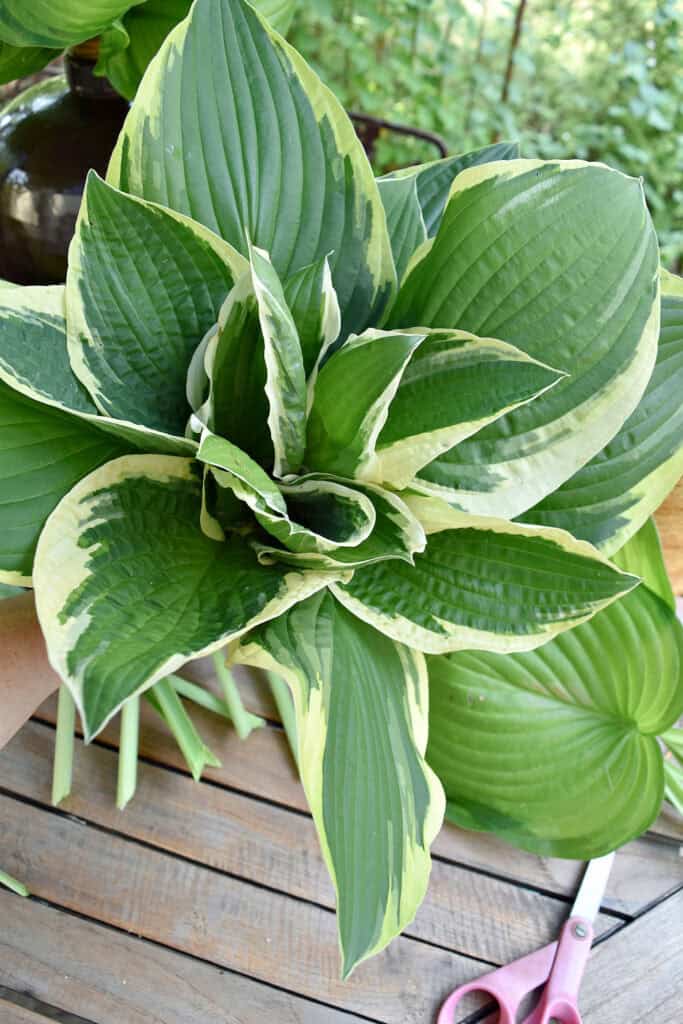 Giant succulent of hosta leaves.