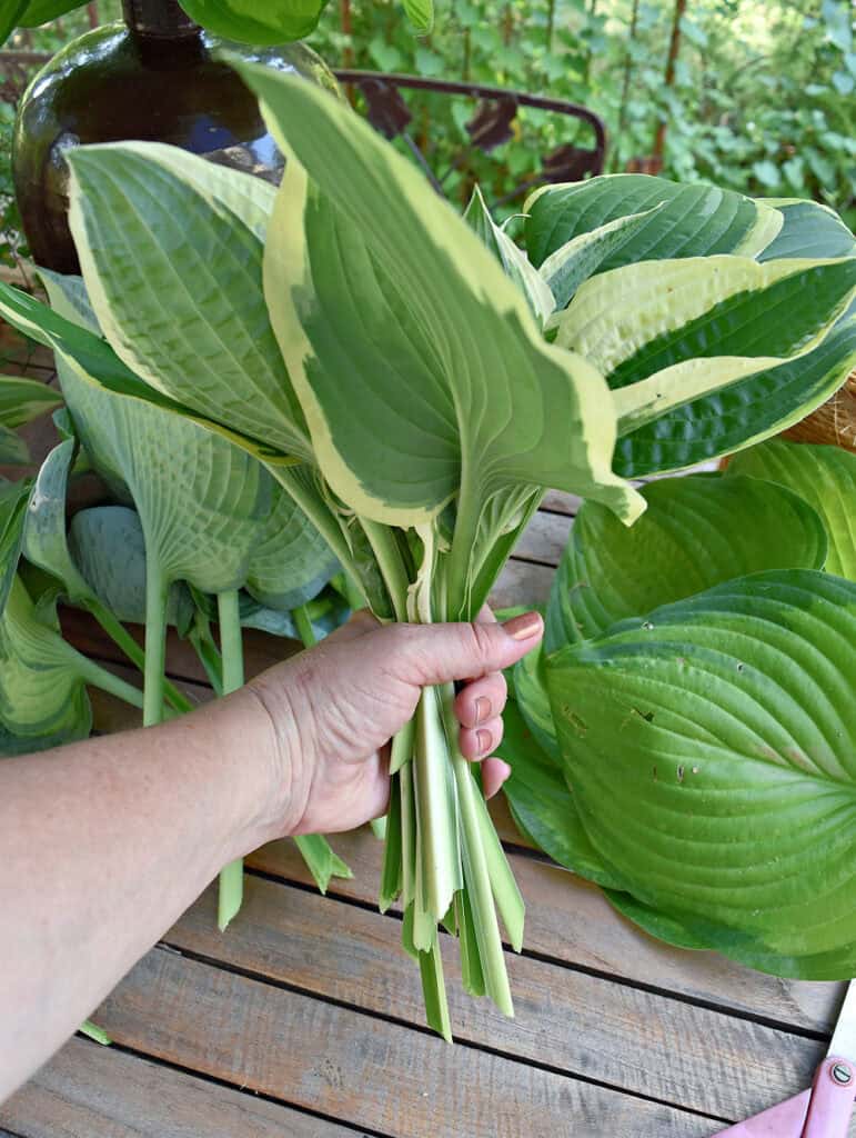 Handful of hosta leaves.