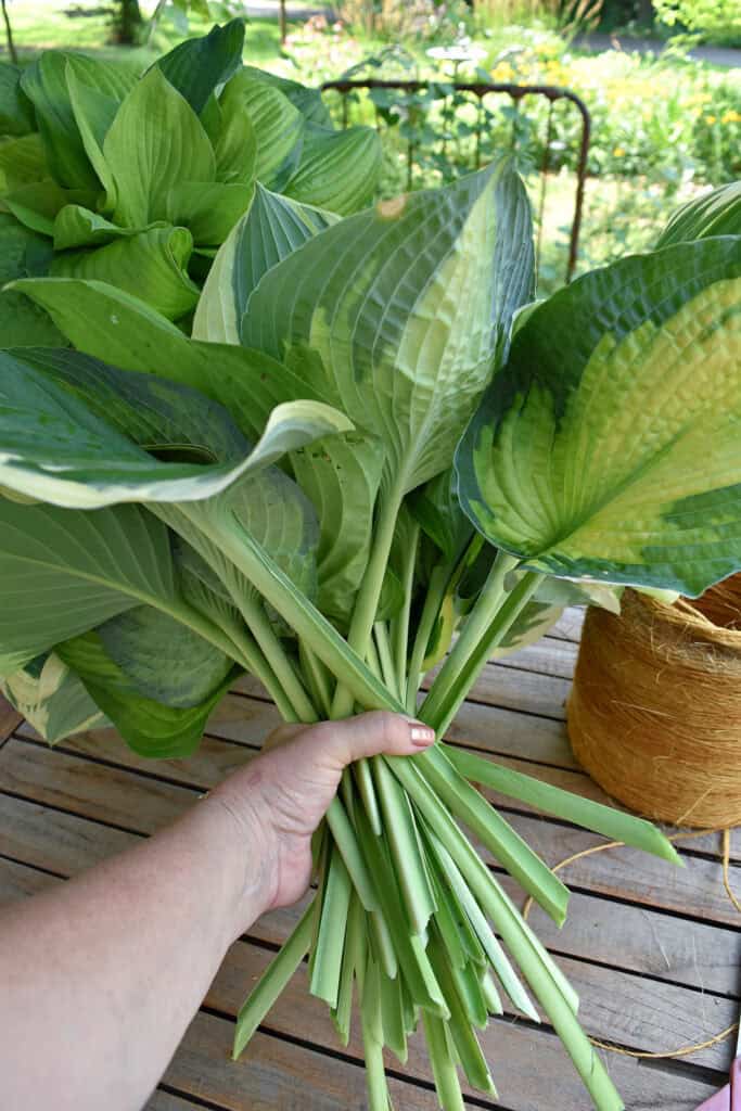 Handful of hosta leaves to make giant succulents.