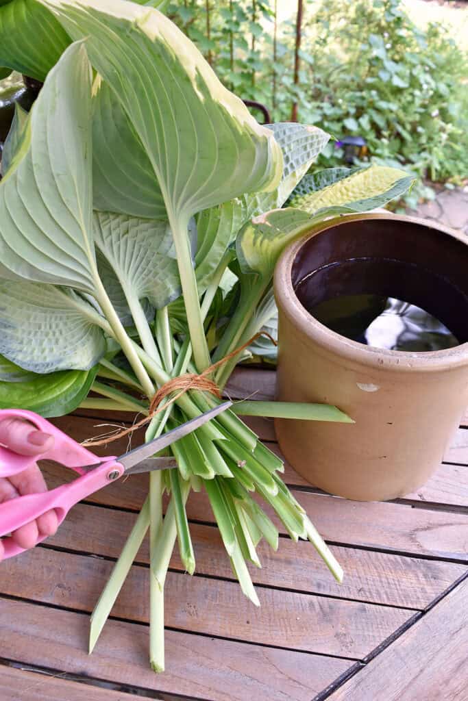 Trimming hosta leaves to put in stoneware crock.