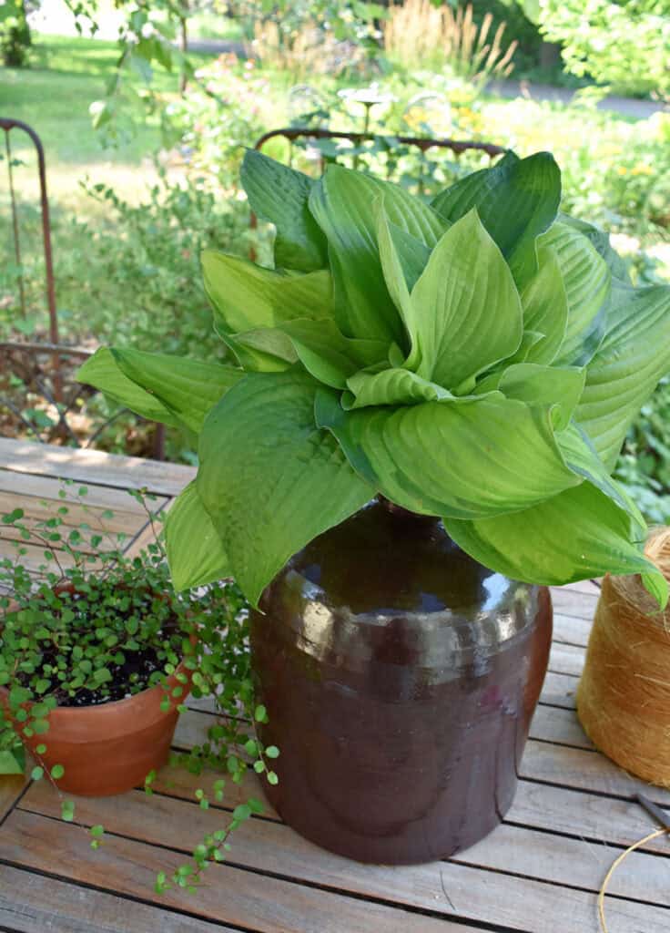Hosta leaf succulent in stoneware jug.